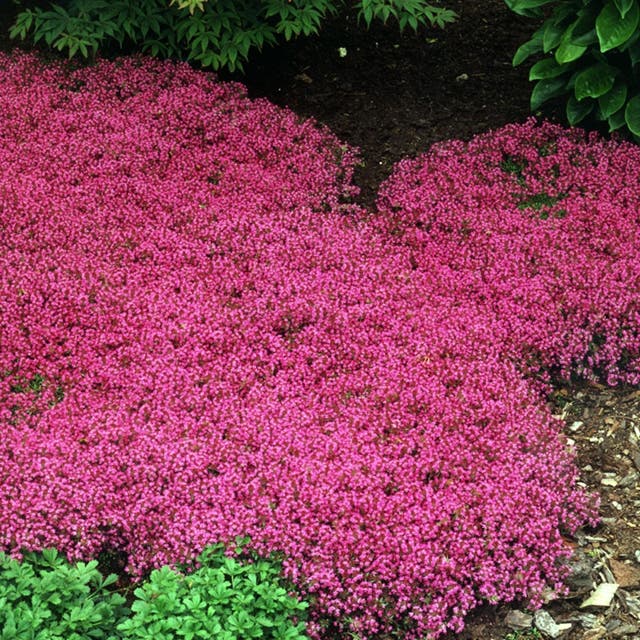 Red Mother-of-Thyme