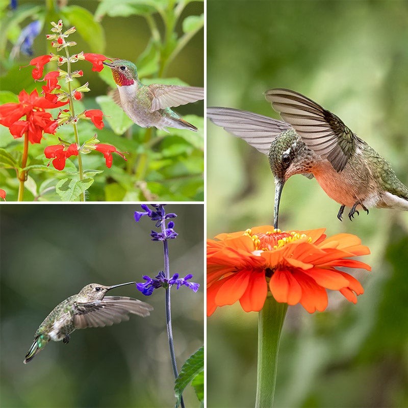 Western Hummingbird Wildflower Seed Mix