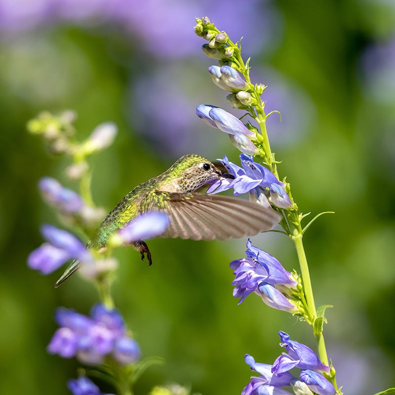 Penstemon strictus, Rocky Mountain Beardtongue