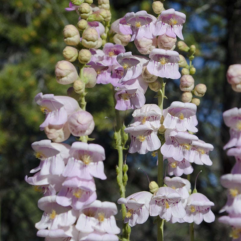 penstemon palmeri