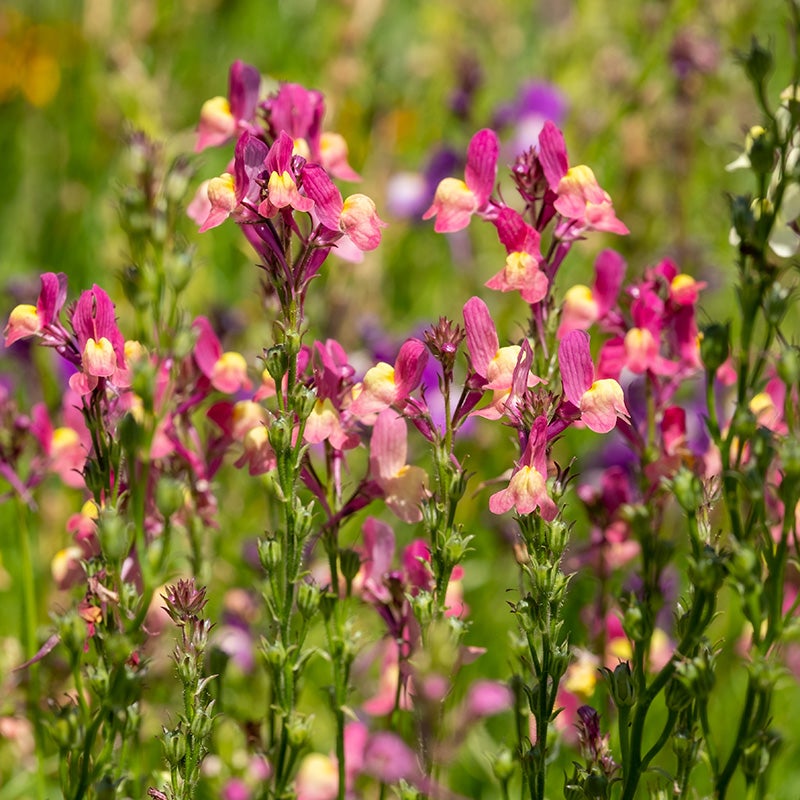 linaria moroccana, toadflax