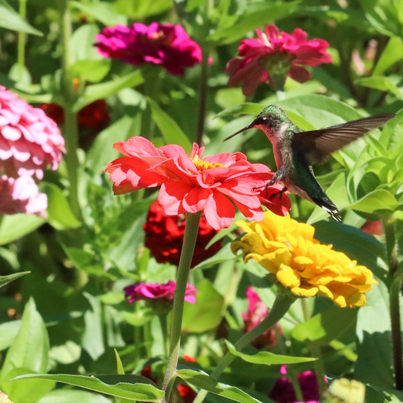 Hummingbird in Zinnia Meadow