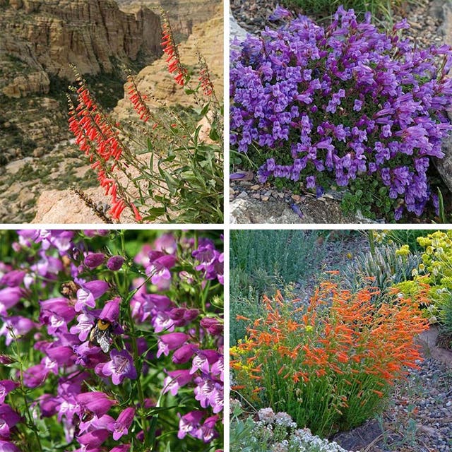 Western Native Penstemon Collection