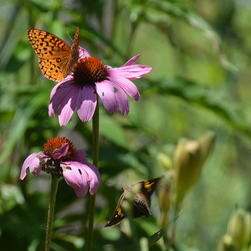 Western Perennial Wildflower Seed Mix, Echinacea angustifolia (Purple Coneflower)