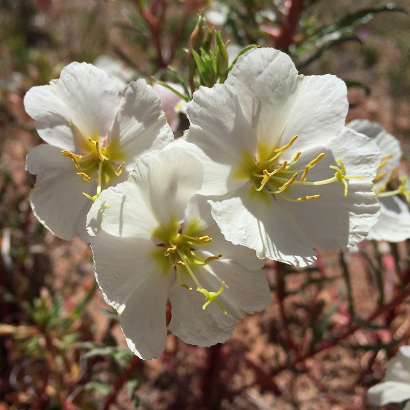 Western Perennial Wildflower Seed Mix, Oenothera pallida (Pale Evening Primrose)