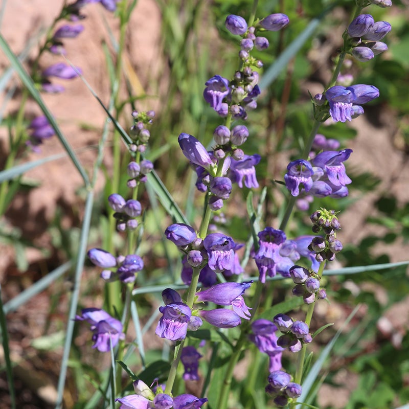 Western Perennial Wildflower Seed Mix, Penstemon strictus (Rocky Mountain Beardtongue)