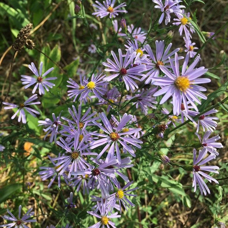 Western Perennial Wildflower Seed Mix, Symphyotrichum laeve (Smooth Aster)