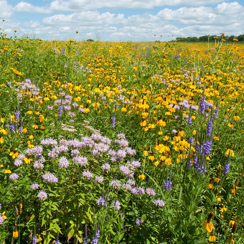 Western Perennial Wildflower Seed Mix