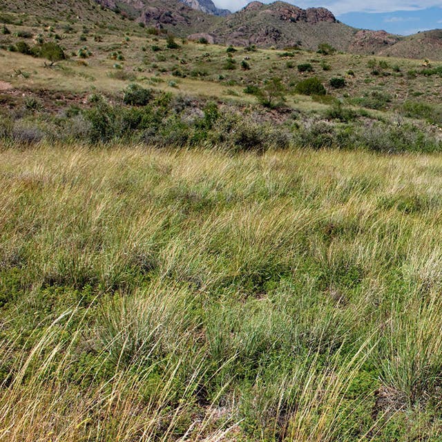 Western Trails Native Grass Seed Mix