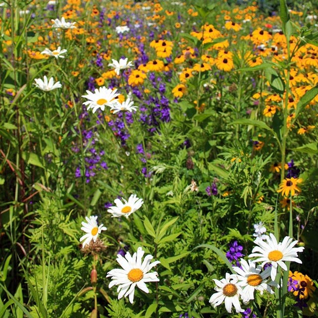 West Wildflower Seed Mix