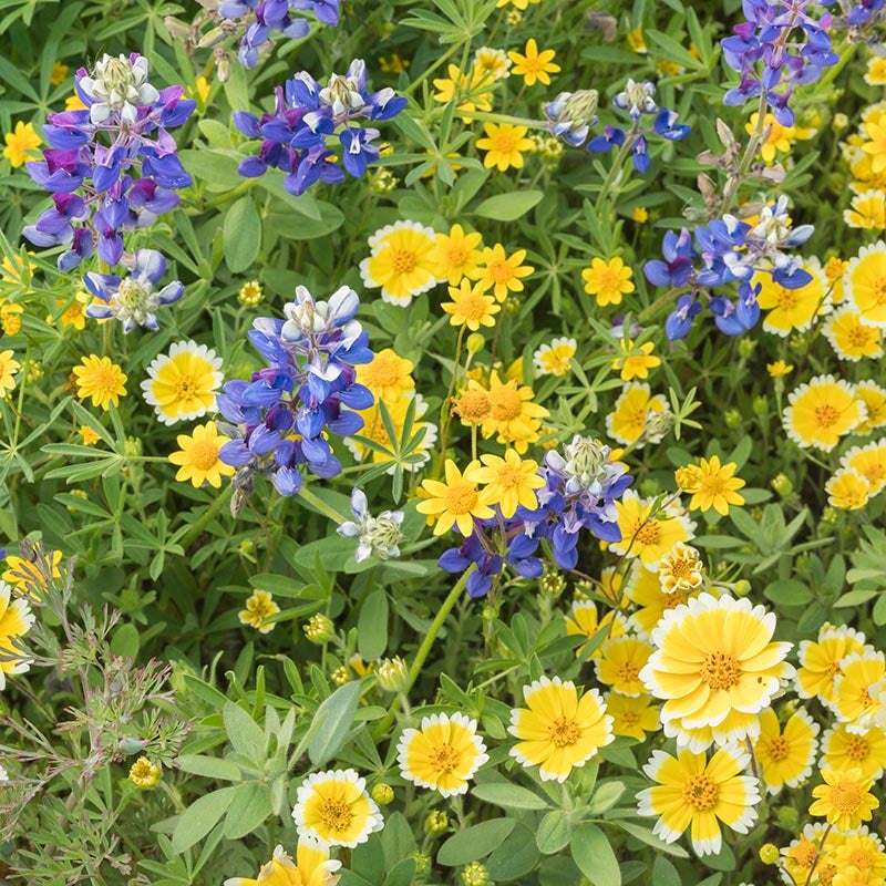 Tidy Tips (Layia platyglossa) and Lupine (Lupinus nanus)