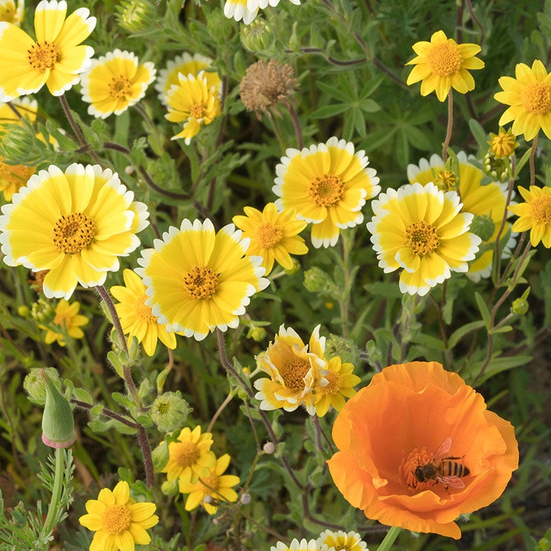 Tidy Tips (Layia platyglossa) and California Poppies (Escholzia californica)