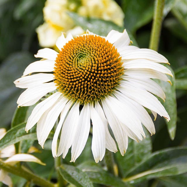 Happy Star Echinacea