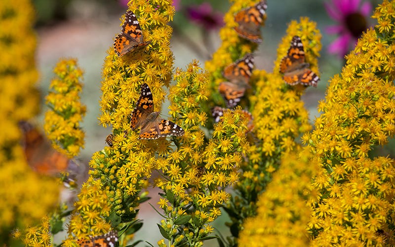 Painted Lady Butterflies on Solidago