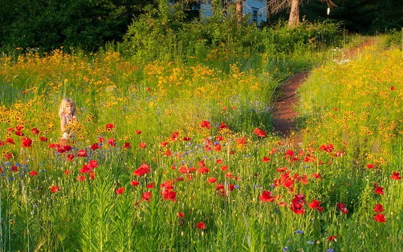 Wildflower meadow in bloom