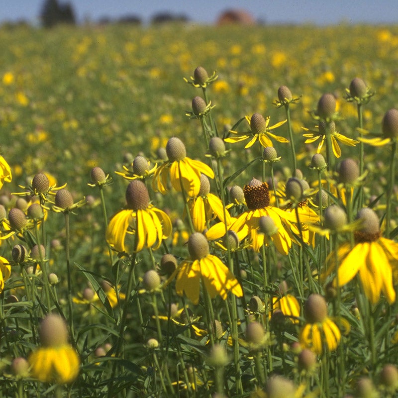 Ratibida Columnaris. Yellow Prairie Coneflower