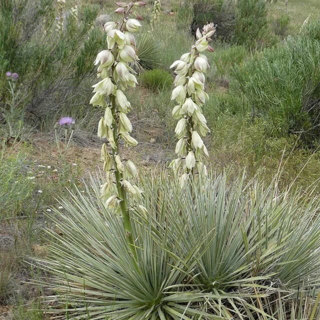 Trinidad Yucca