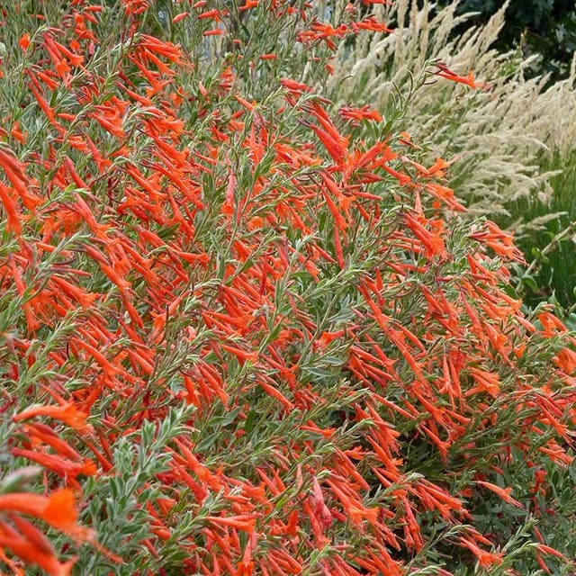 Sky Island Orange Hummingbird Trumpet (Zauschneria)