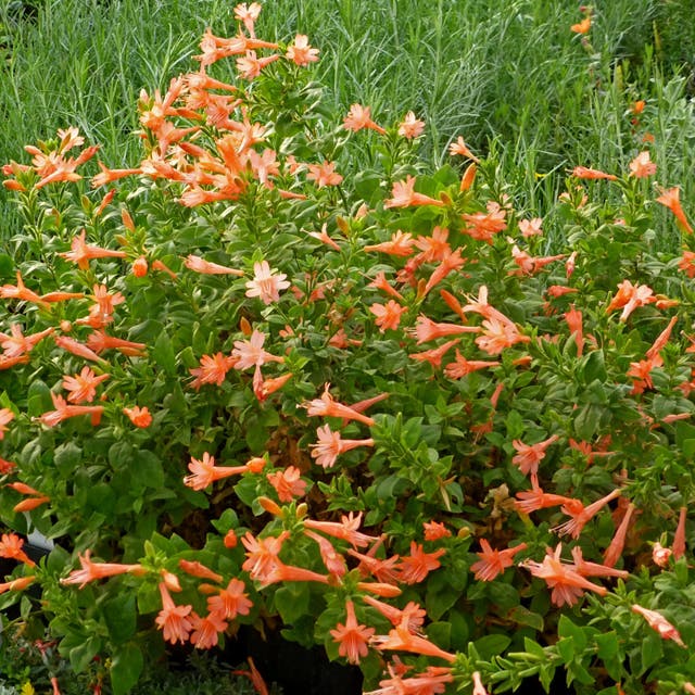 Northfork Coral Hummingbird Trumpet (Zauschneria)