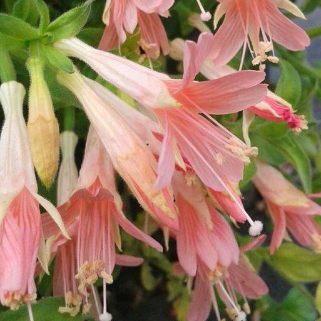 Woody's Peach Surprise Hummingbird Trumpet (Zauschneria)