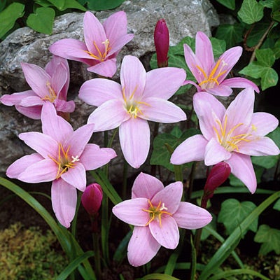 Zephyranthes Pink Rain Lily Bulbs