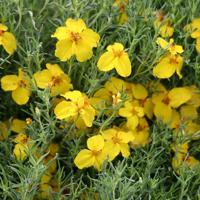 Gold On Blue Prairie Zinnia