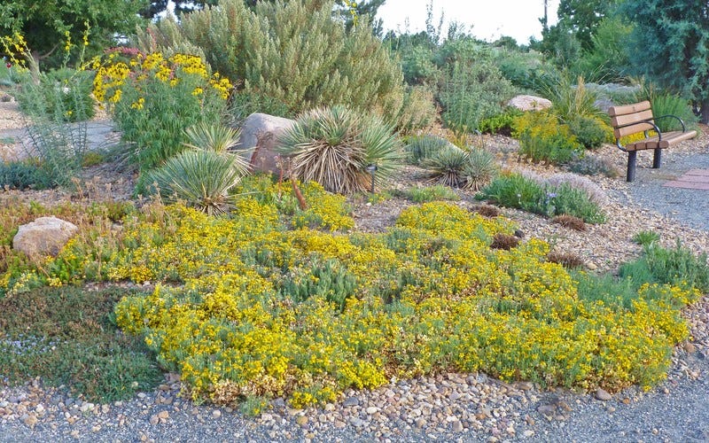 Western rock garden with perennial plants